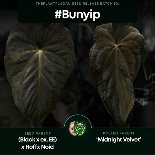 Anthurium #Bunyip