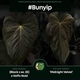 Anthurium #Bunyip