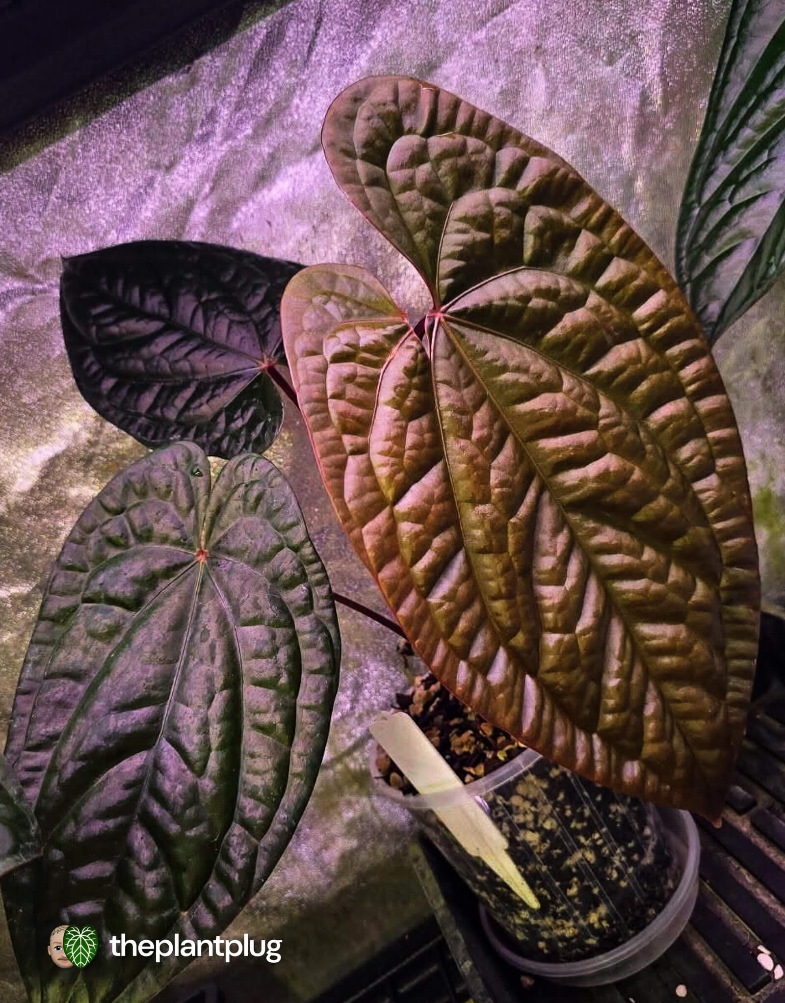 Anthurium 'RVDP' x luxurians 😍 – The Plant Plug