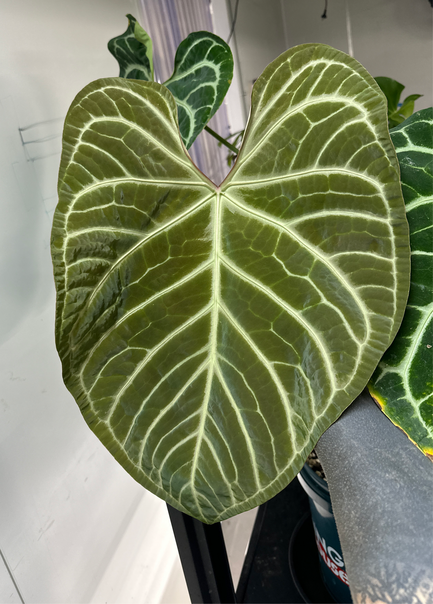 Anthurium #plug014 seeds