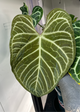Anthurium #plug014 seeds