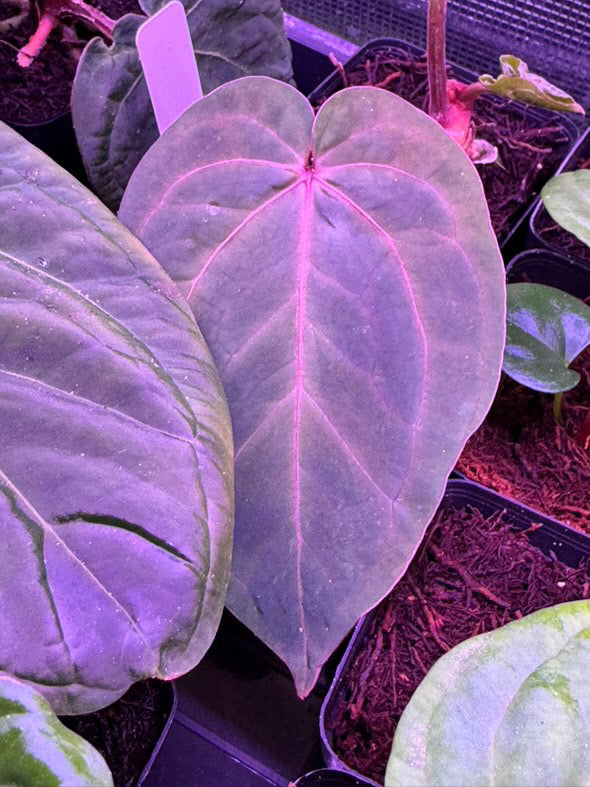 Anthurium 'magenta' x kunayalanse RA7 #MK5