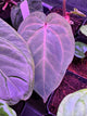 Anthurium 'magenta' x kunayalanse RA7 #MK5