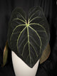 Anthurium (carlablackiae x besseae aff) x (bvep x dark phoenix) germinated seeds