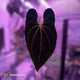 Anthurium besseae aff x 'RVDP'