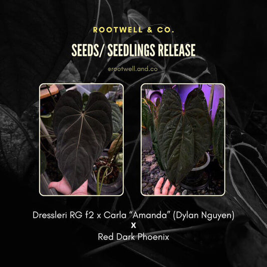 Anthurium (dress x carla 'Amanda') x 'Red Dark Phoenix'