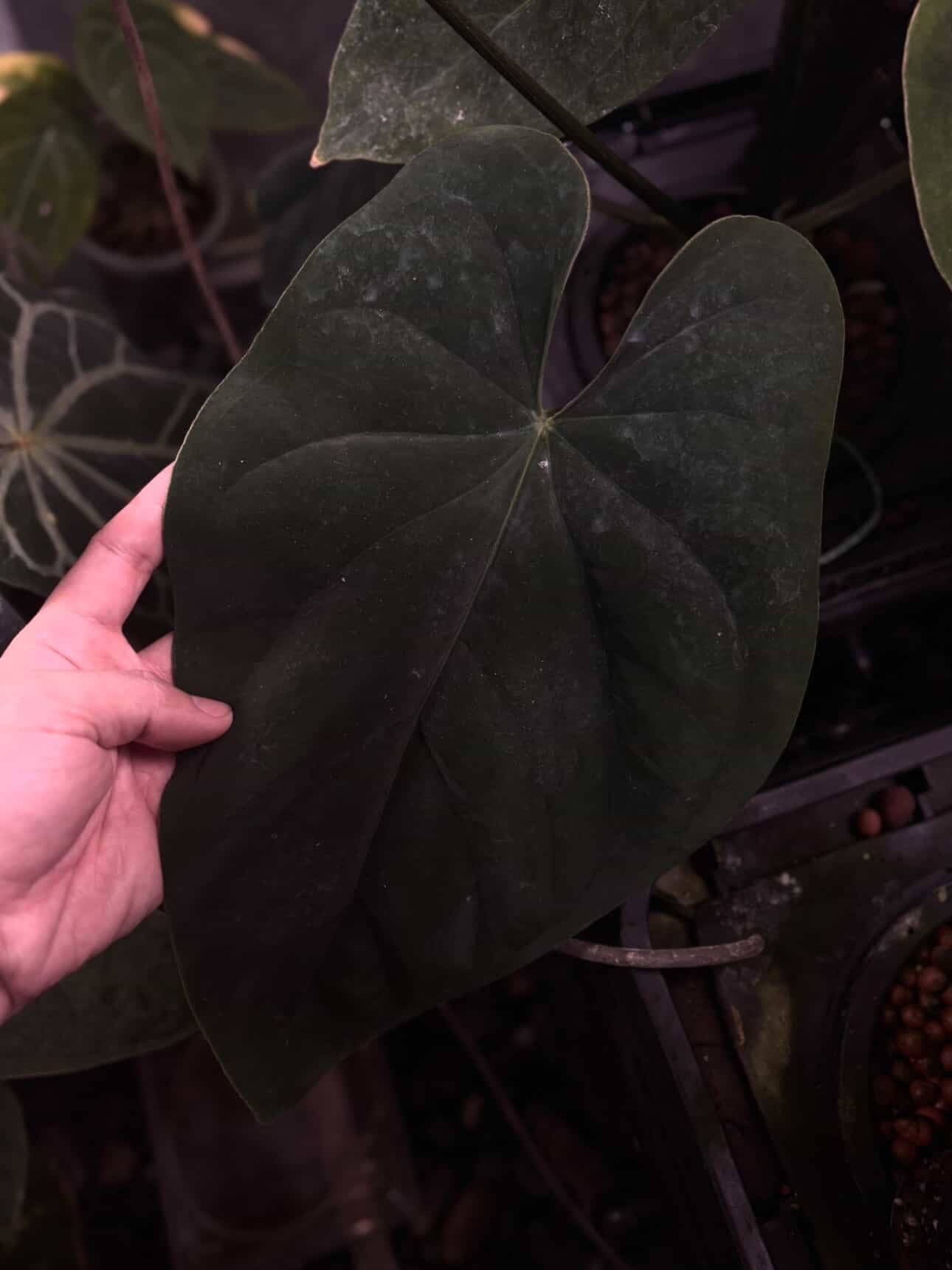 Anthurium dresscarla x eastern dress • germinated seeds