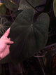 Anthurium dresscarla x eastern dress • germinated seeds