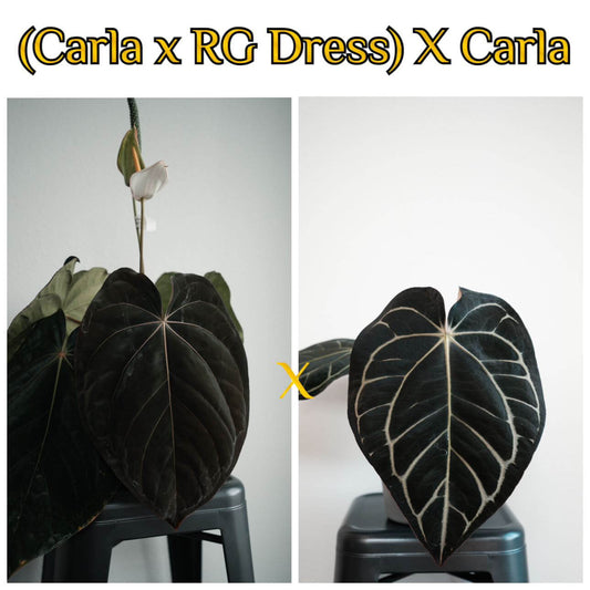 (carla x dress) x carla - germinated seeds