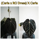 Anthurium (carla x dress) x carla