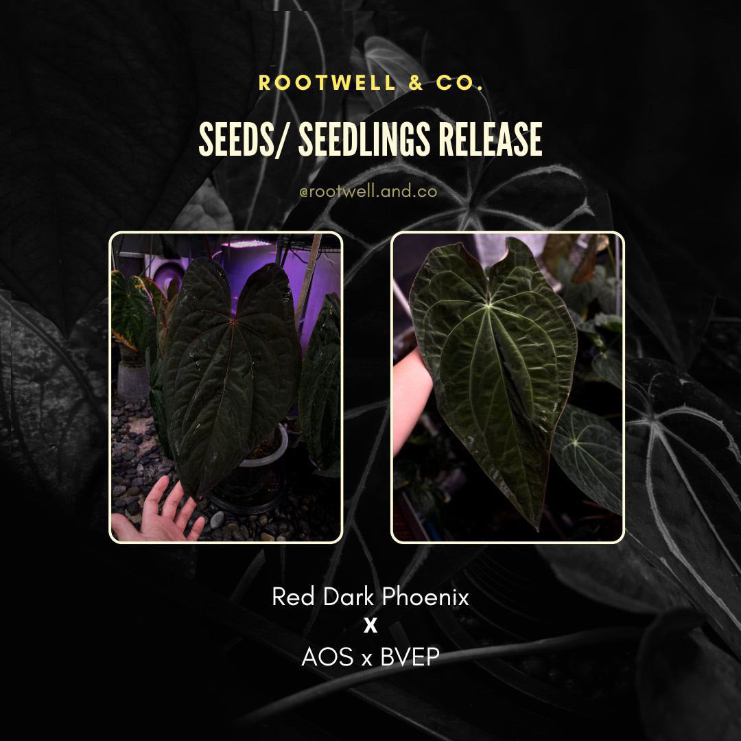 Anthurium 'Red Dark Phoenix' x ('Ace of Spades' x antolakii)