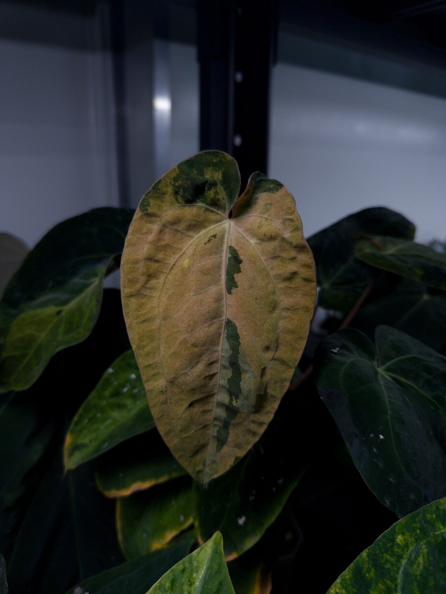 Anthurium 'Dark Complex' x (papillilaminum x dressleri) • variegated neotenous mutation 🦄