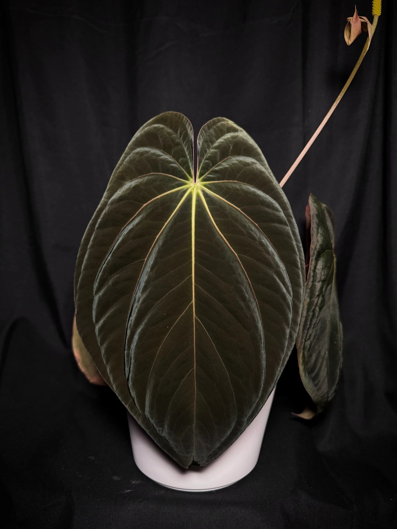 Anthurium (carlablackiae x besseae aff) x (bvep x dark phoenix) germinated seeds
