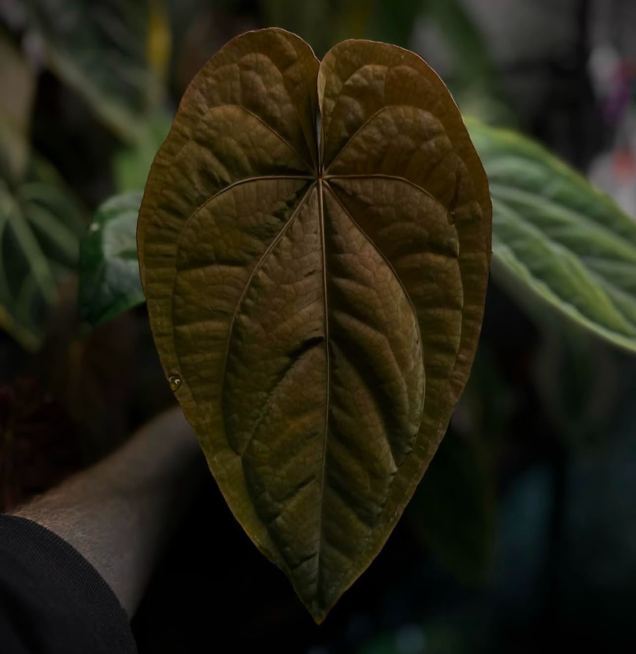 Anthurium #plug013 seeds