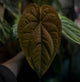Anthurium #plug013 seeds