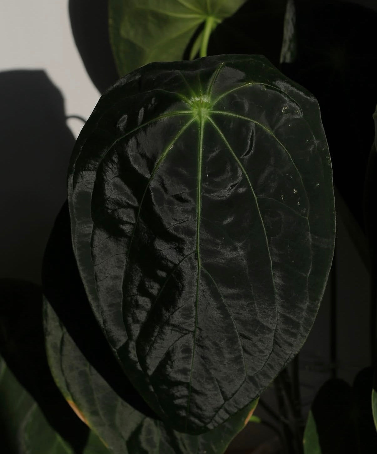 Anthurium [forgetii x (pap x dress)] #ForgottenPhoenix