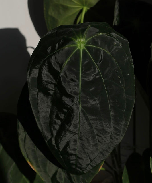 Anthurium [forgetii x (pap x dress)] #ForgottenPhoenix