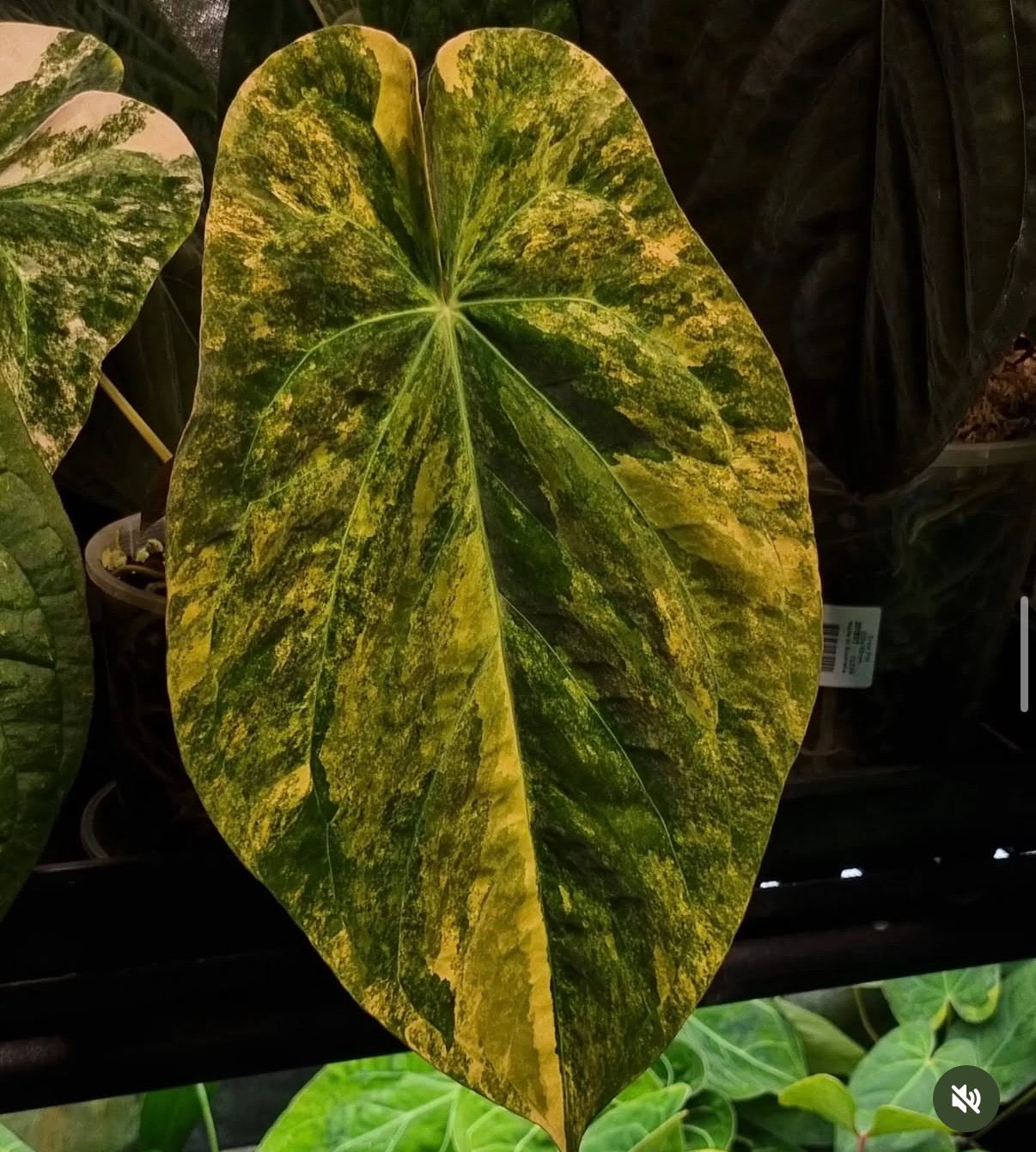 Anthurium forgetii x papillilaminum variegated • orange/pink 🧡🩷
