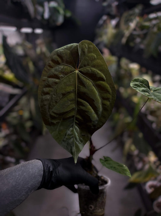 Anthurium #BlinkyBill • #TwinPhoenix x 'Drop Bear'