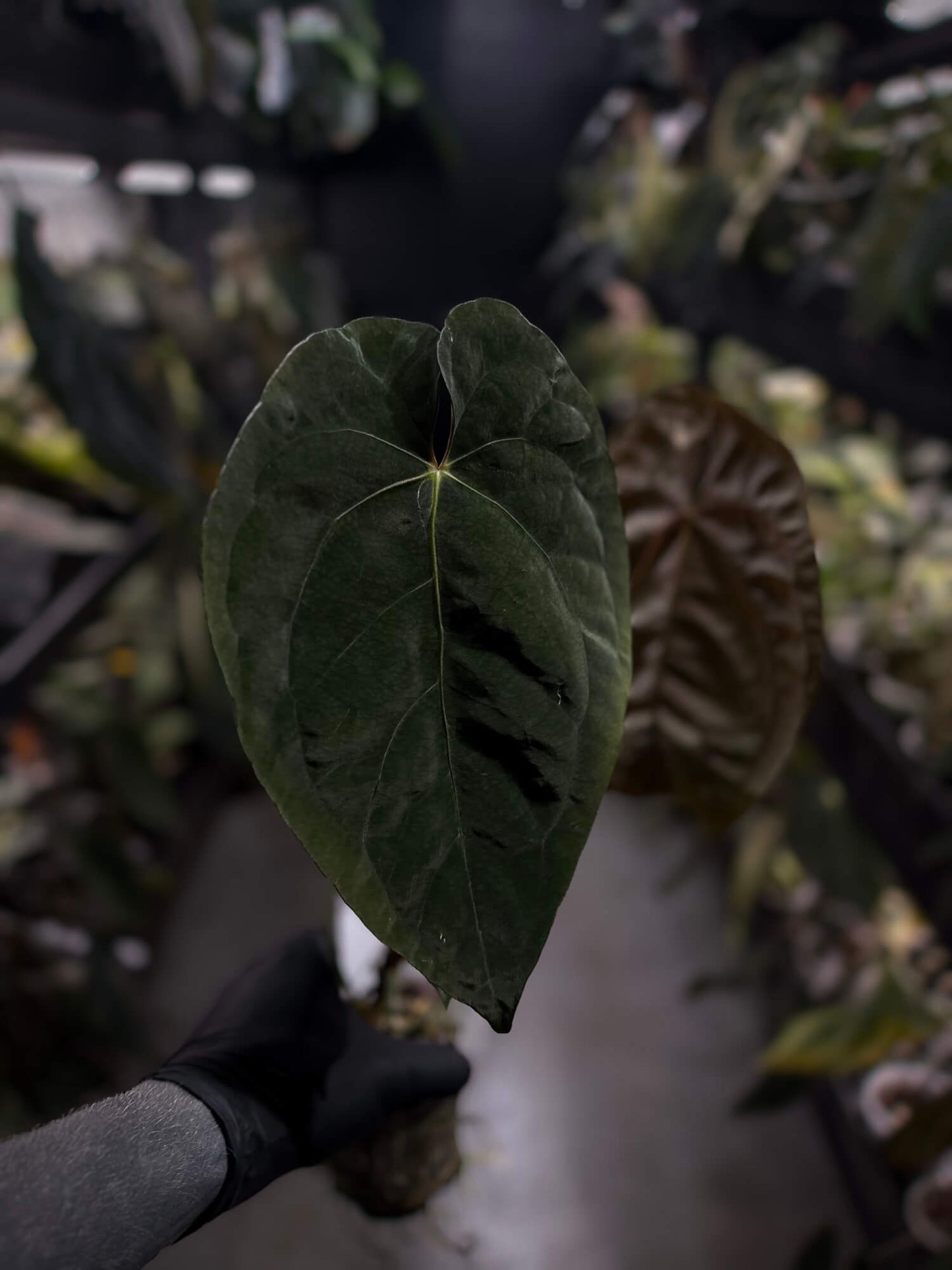 Anthurium #BlinkyBill • #TwinPhoenix x 'Drop Bear'