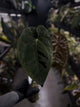 Anthurium #BlinkyBill • #TwinPhoenix x 'Drop Bear'