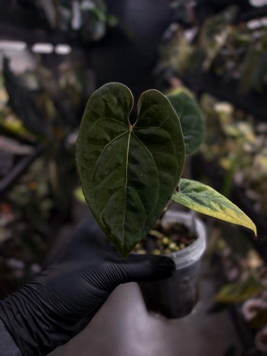 Anthurium besseae aff 'Elektra' x sp. 'Peru Velvet'