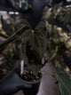 Anthurium papillilaminum 'Red Abaxial'