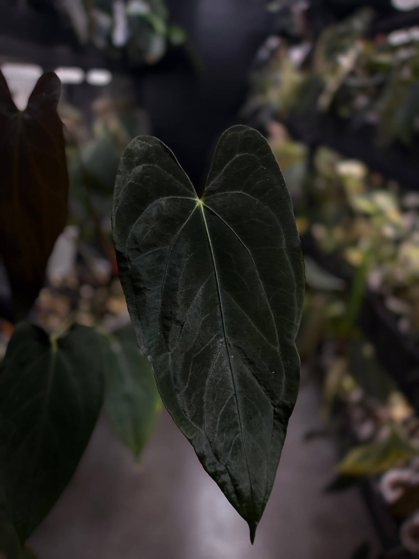Anthurium papillilaminum 'Red Abaxial'