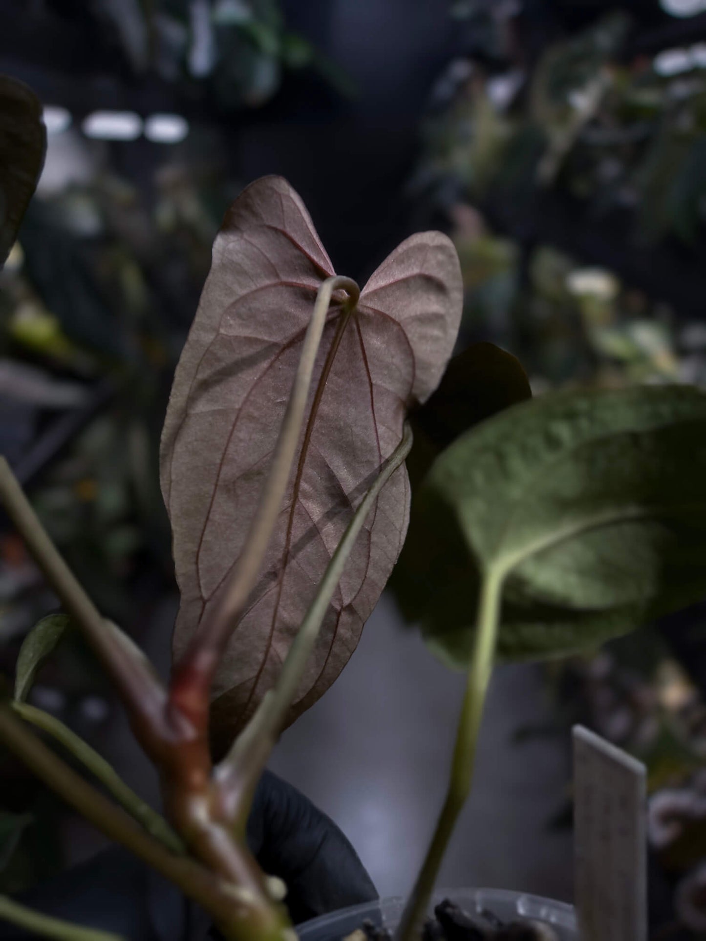 Anthurium papillilaminum 'Red Abaxial'
