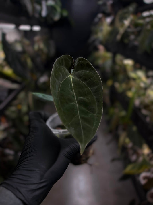 Anthurium #WaddleNOID x papillilaminum