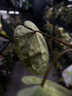 Anthurium #WaddleNOID x papillilaminum