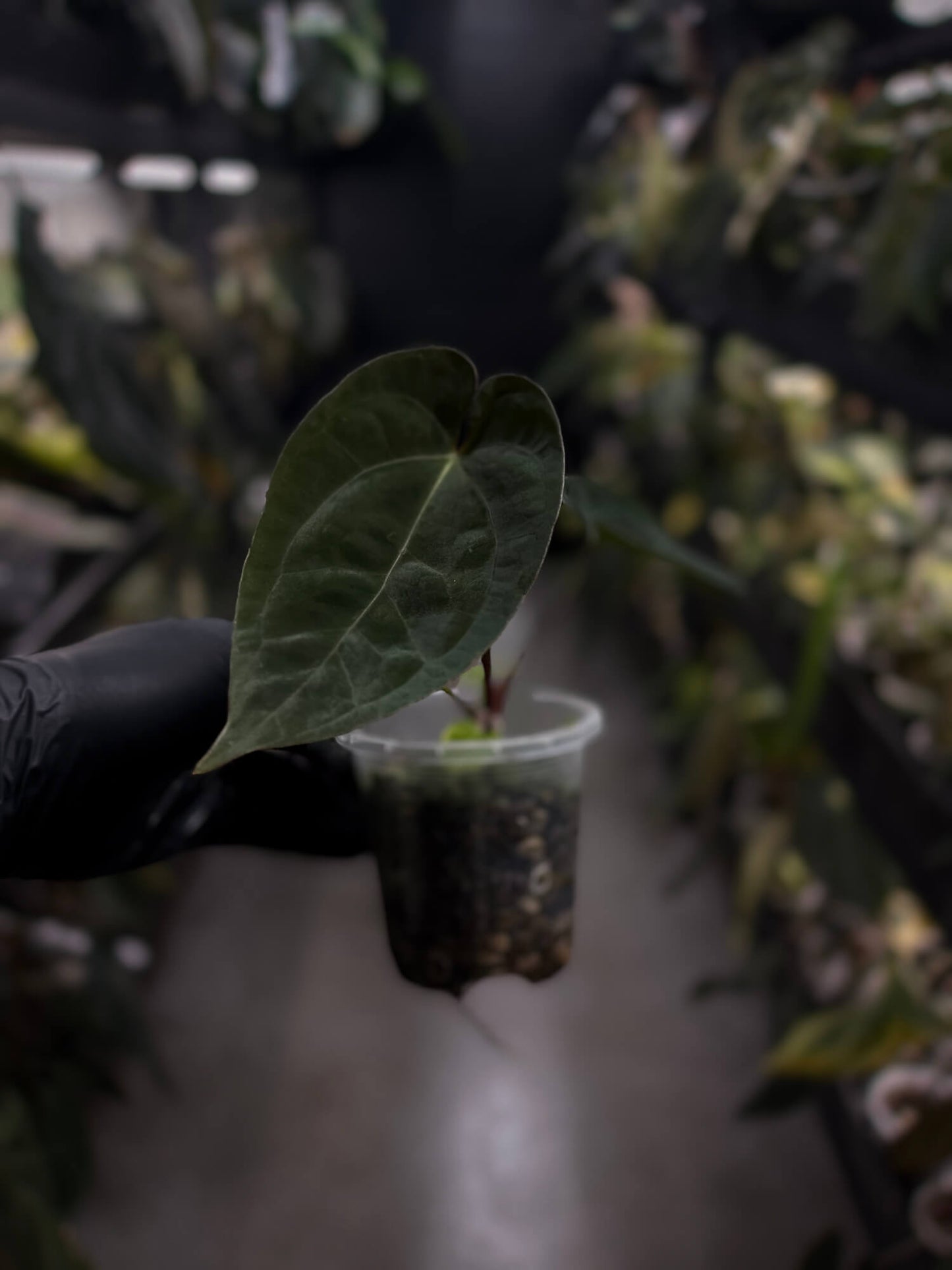 Anthurium #WaddleNOID x papillilaminum