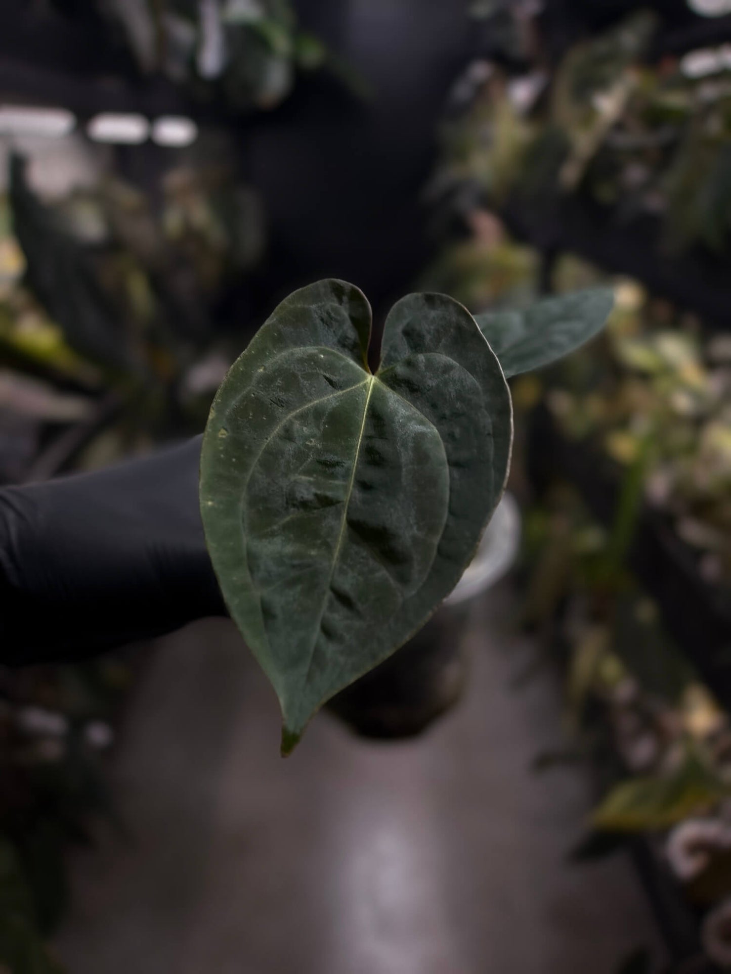 Anthurium #WaddleNOID x papillilaminum