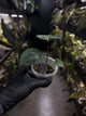 Anthurium #WaddleNOID x papillilaminum