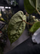 Anthurium #WaddleNOID x papillilaminum