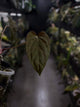 Anthurium #PLUG005 • holdback