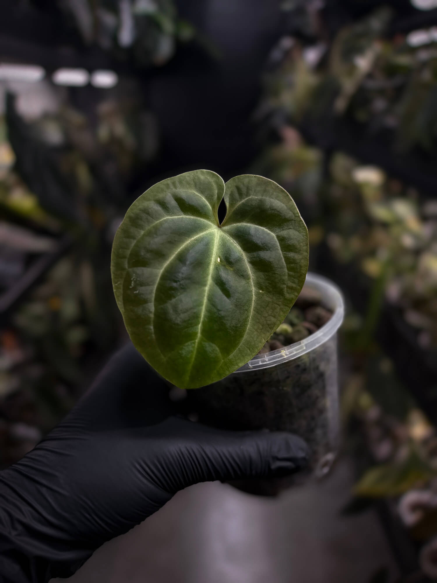 Anthurium besseae aff
