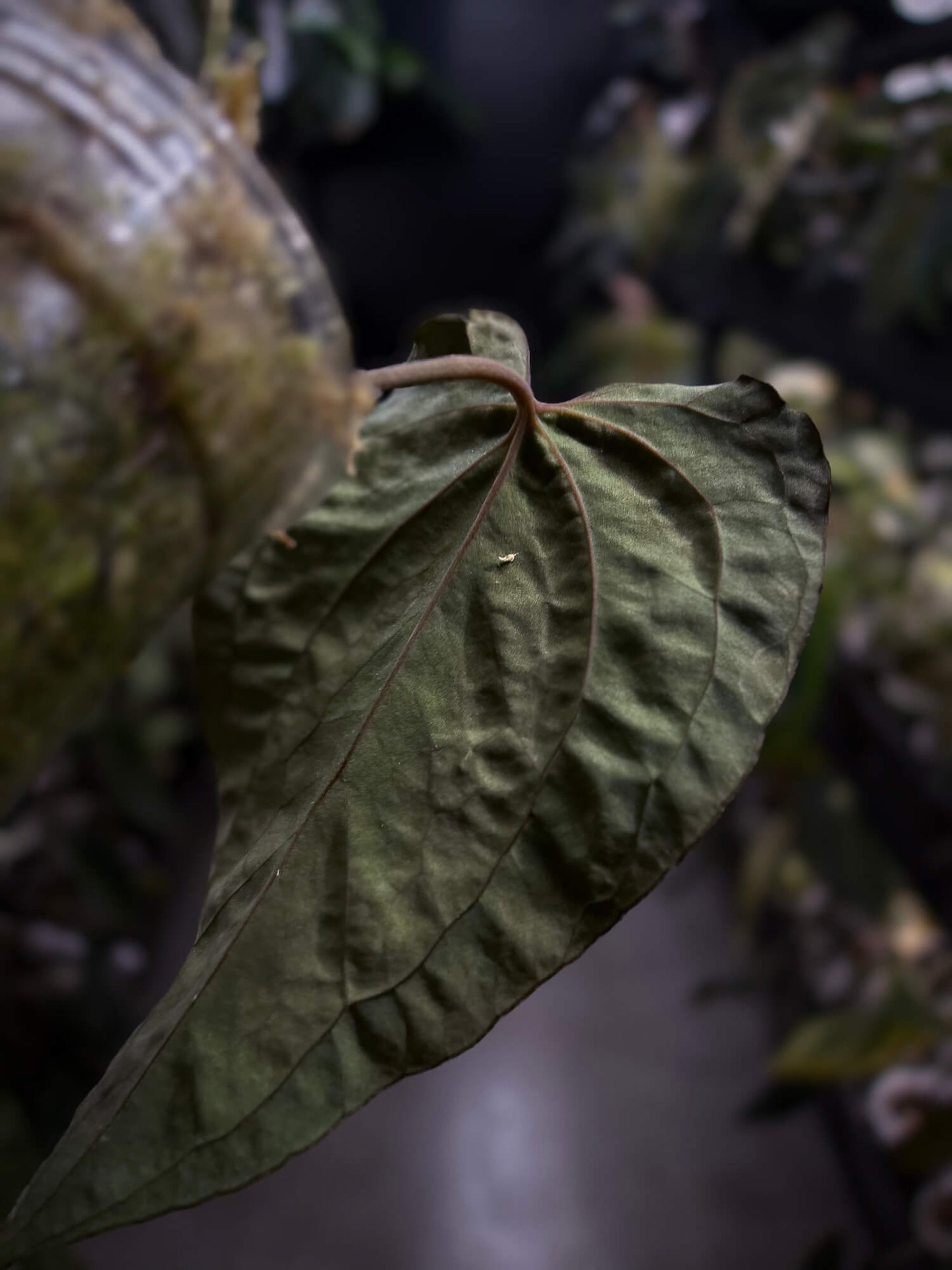 Anthurium #AndrasDagger • select holdback