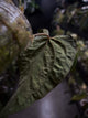 Anthurium #AndrasDagger • select holdback