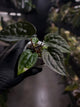 Anthurium 'Jessika Rabbit' x luxurians