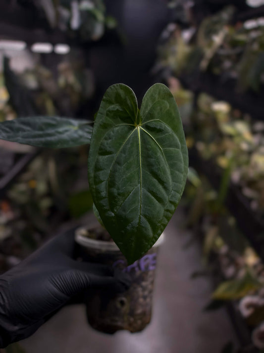 Anthurium 'Dark Phoenix' x 'RVDP'