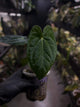 Anthurium 'Dark Phoenix' x 'RVDP'