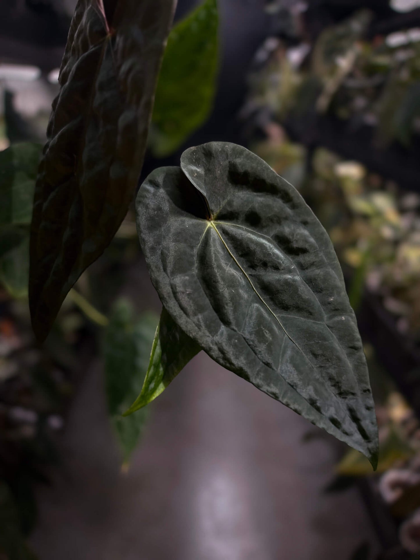 Anthurium #Moloch • select plant