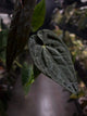 Anthurium #Moloch • select plant