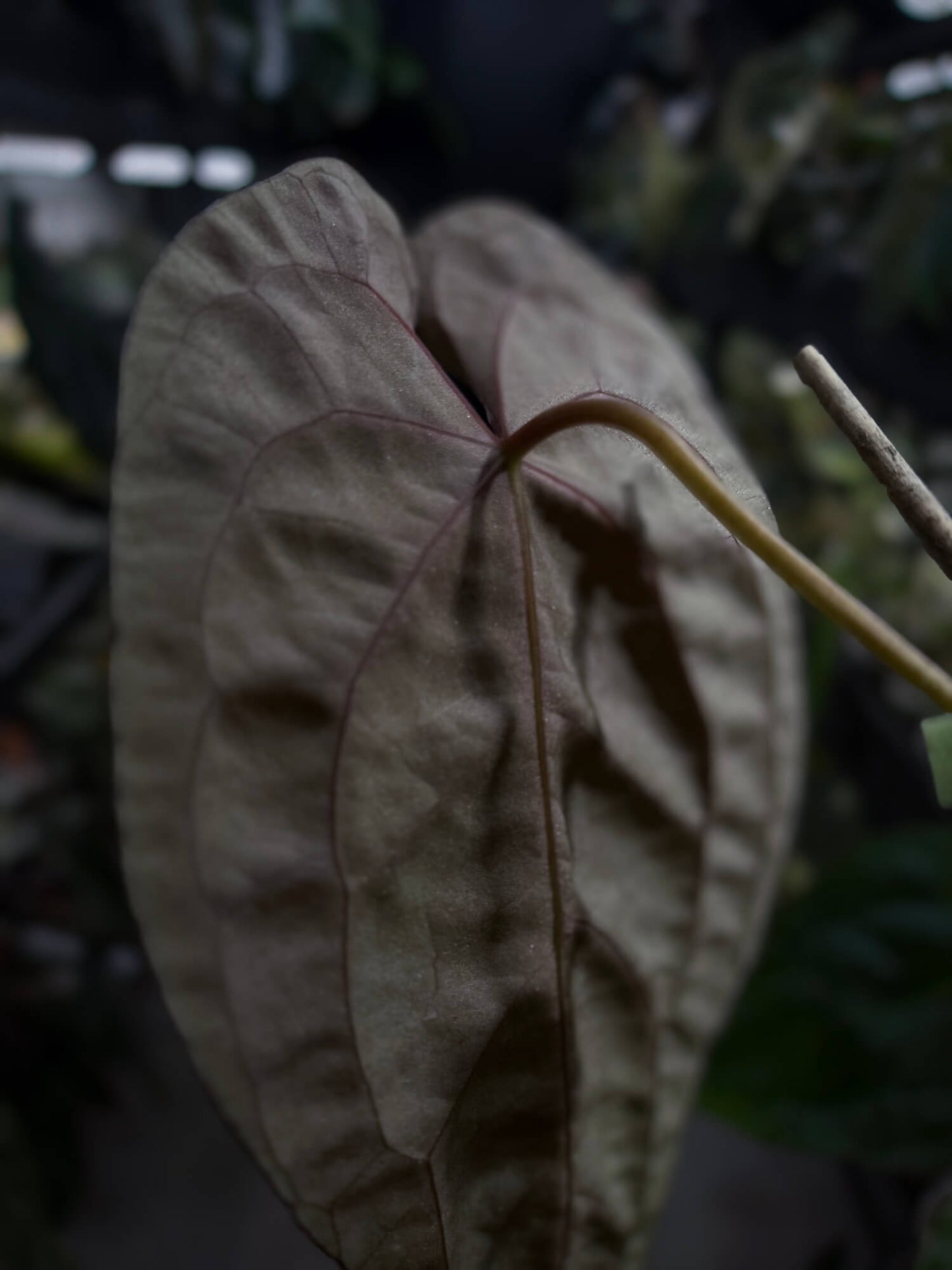 Anthurium #Moloch • select plant