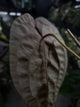 Anthurium #Moloch • select plant