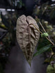 Anthurium #Moloch • select plant