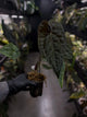 Anthurium #Moloch • select plant