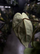 Anthurium (carla x dress) x carla
