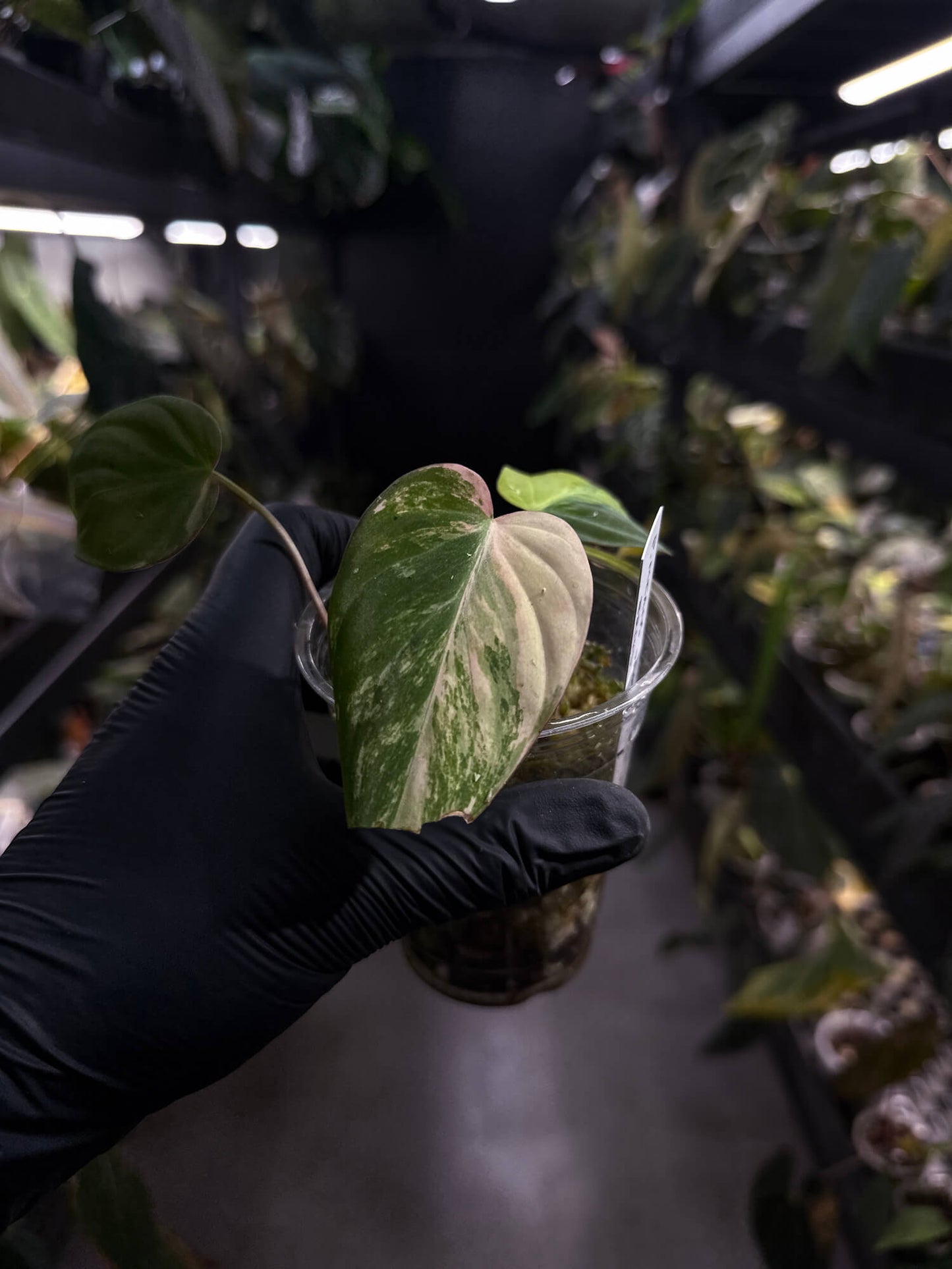 Philodendron micans • variegated